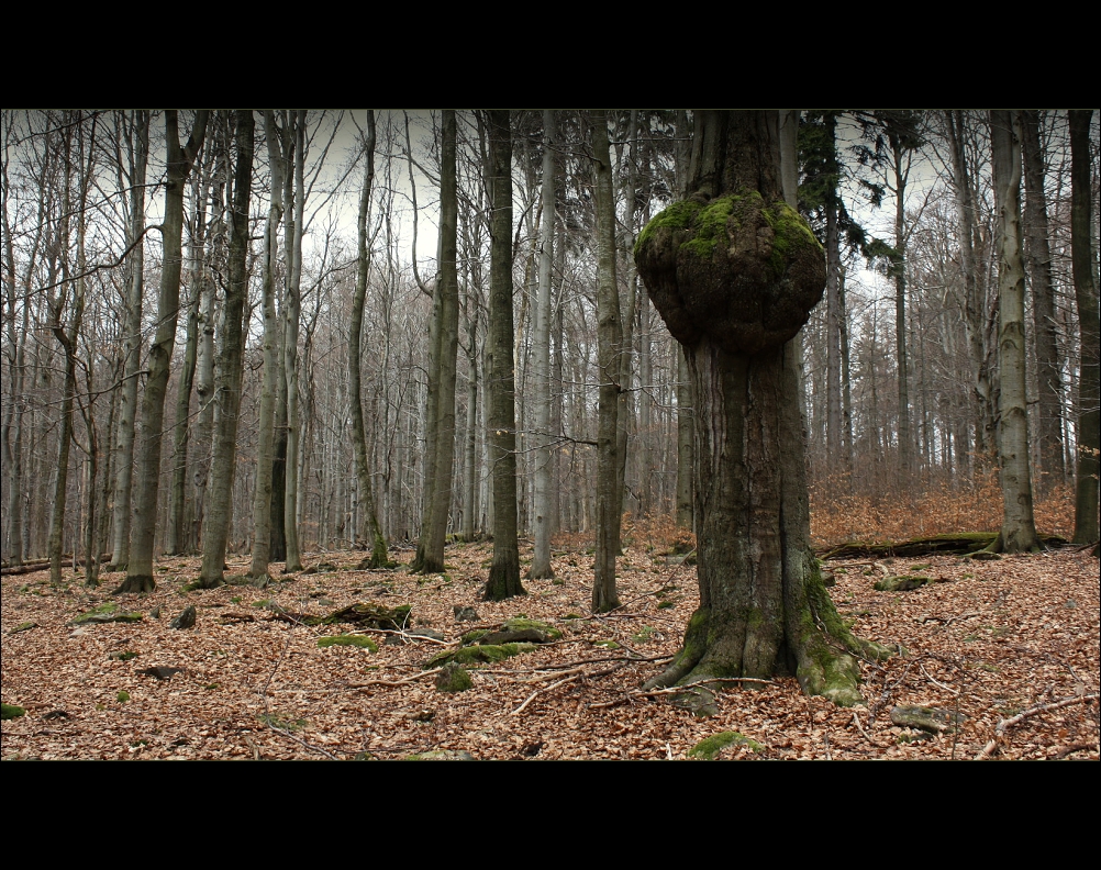 Samorost