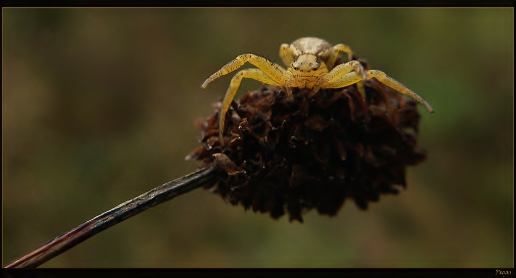 Pavouk žlutý.jpg